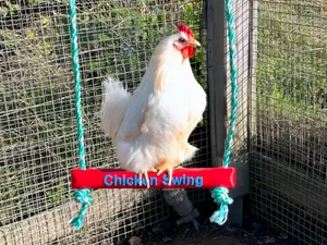 Chicken Swing