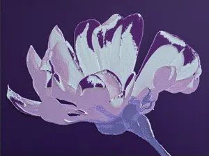 Magnolia single flower