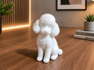 Toy Poodle dog