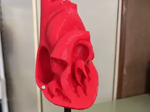Corazon humano anatomia, partido en dos con imanes