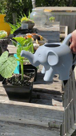 Elephant Watering Can