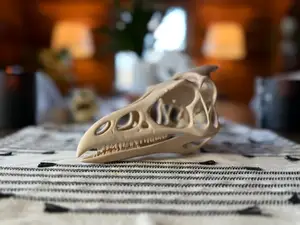 Pterodactyl Skull Fossil
