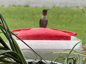 Hummingbird Feeder - Window Suction Cup