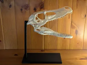Velociraptor skull with display stand