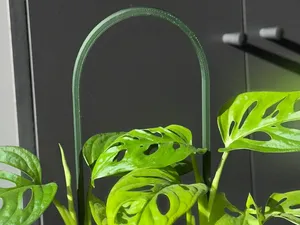 Oval plant trellis