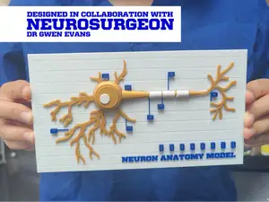 Interactive Neuron Anatomy Model