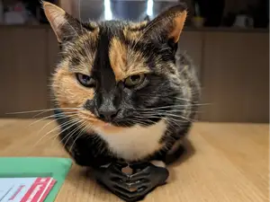 Sinister Cat Hands
