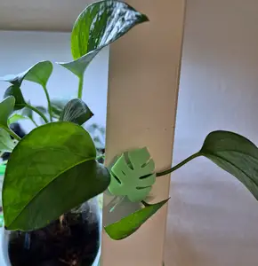 Monstera Wall Plant Clip