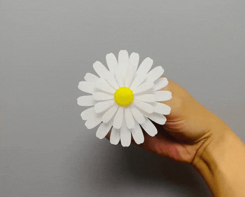 旋转的小雏菊