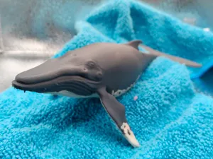 Humpback Whale