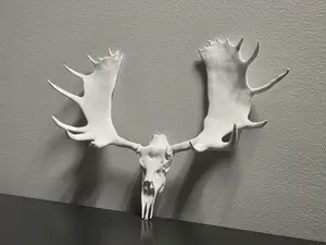 "Tundra Beast" Moose Skull