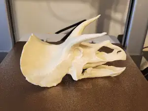 Triceratops dinosaur skull