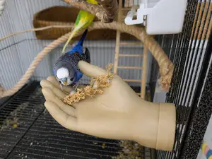 Budgie Training Hand Perch