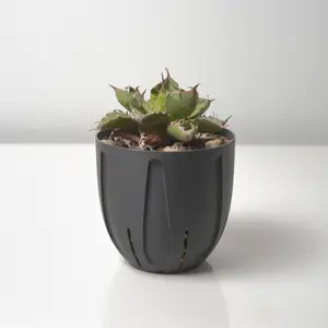Agave / Caudex pot