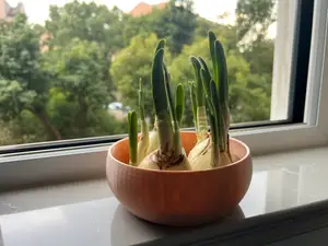 水仙花盆