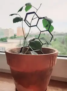 Plant supports