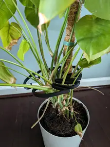V2 Monstera Plant support in leaf shape