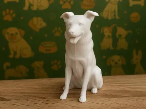 Border Collie dog