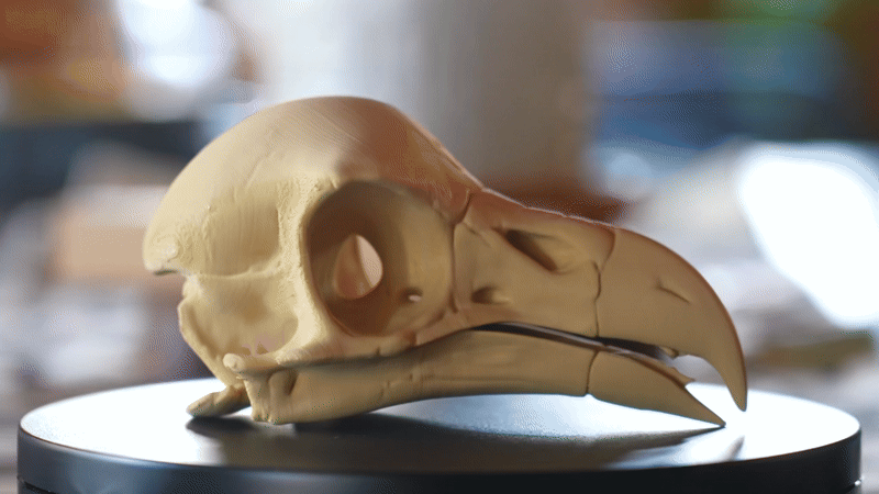 Bald Eagle Skull Fossil (Super Clean)