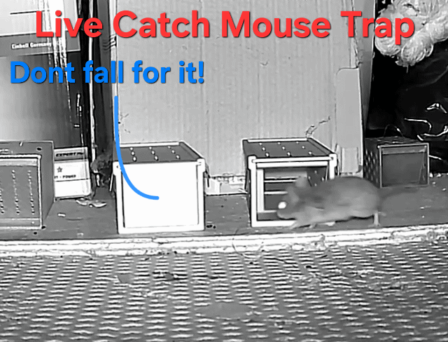 Mouse Trap Live Simple and Robust