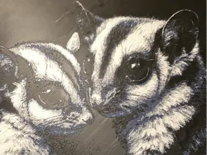 Sugar Gliders 8"x8" 4 Color Hue Forge