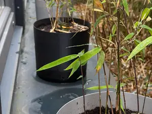 Schnell-Druck Pflanzkübel mit Bewässerung (225mm)