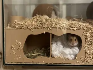 Hamster Beobachtung´s Höhle
