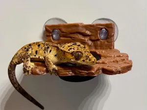 Gecko / Reptile feeding bowl, dish, ledge, holder