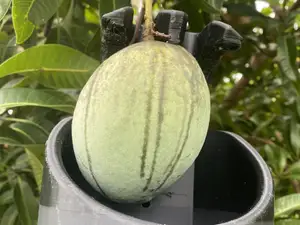 Fruit Picker