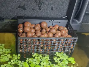 Aquaponic Case For Rimless Aquarium