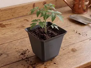 Simple Seedling Plant Pot 11 cm