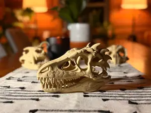 Dinosaur Skull Fossil