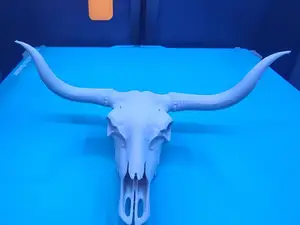 Bull Skull