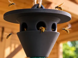 Chinese-Style Wasp Trap – Decorative & Functional