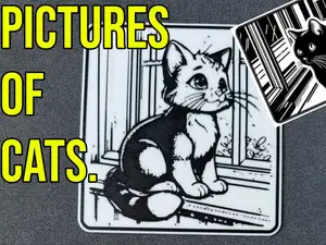 Pictures of cats