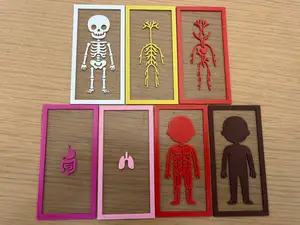 Cute Body Systems Layers