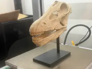Apatosaurus / Brontosaurus Skull Replica + Stand