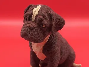 Boxer