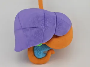4-Color Anatomy: Upper Gastrointestinal Tract