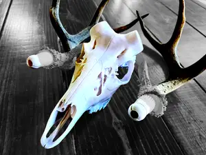 Whitetail Deer XL - "Bullet Anchor" Antler Skull