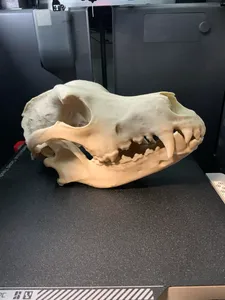 German Shepherd Dog Skull