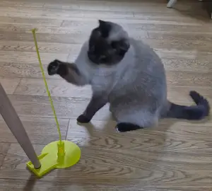 Jouet sur ressort pour chat
