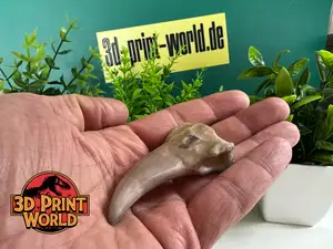 Carcharodontosaurus Tooth