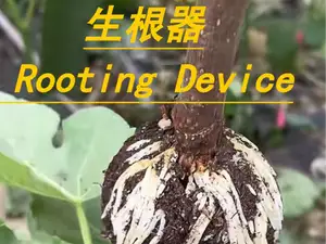 高压嫁接包 grfting 生根器