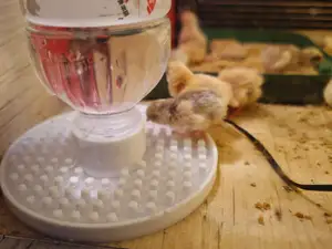 芦丁鸡雏鸡防溺水喂水器