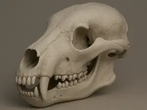 WHITE BEAR SKULL