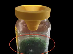 Fly Trap
