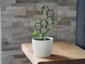 Support for plants/Plant Trellis
