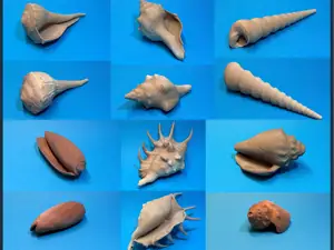 6 scanned Shells - shell - muschel