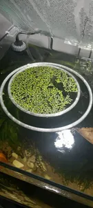 Aquarium Futter Ring 188mm